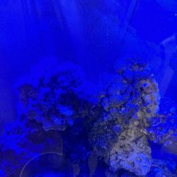 Fake Saltwater Plant 