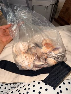 Mixed Seashells Collection