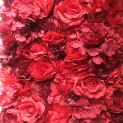 Absolutely Gorgeous Red Rose Hydrangea Flower backdrop 🌹🌹🌹