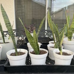 Healthy Snake Plants $5 Each- Southwest Area