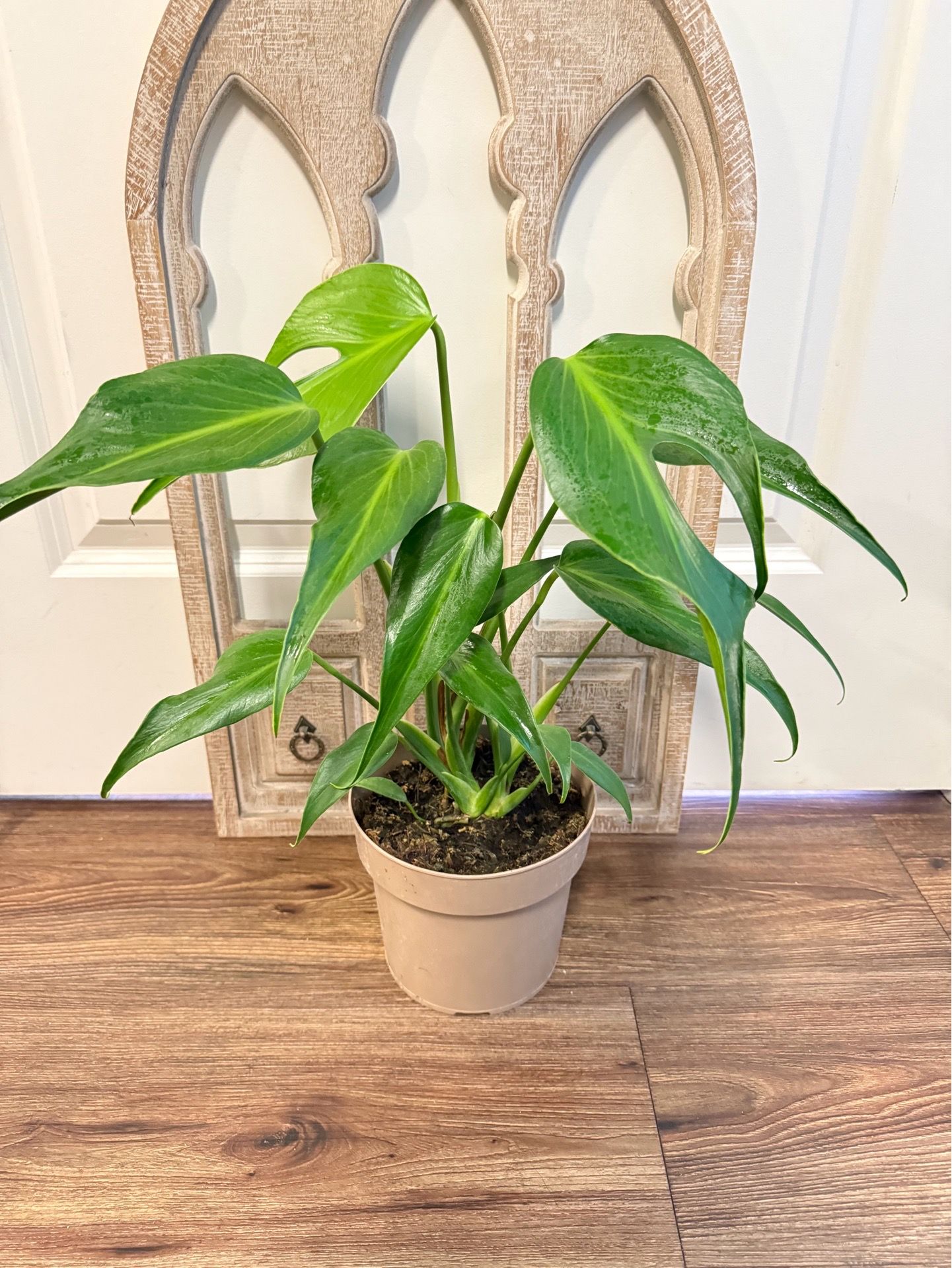 Monstera Burle Marx Flame