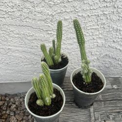 Succulent Cactus Plant 