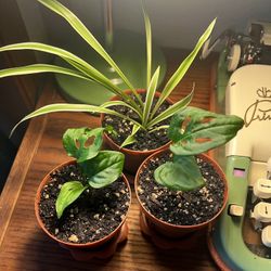PLANT SALE! Adanson’s Monstera And Spider Plant Starts 
