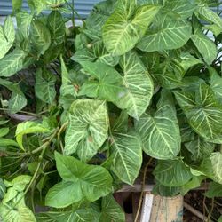 Planta