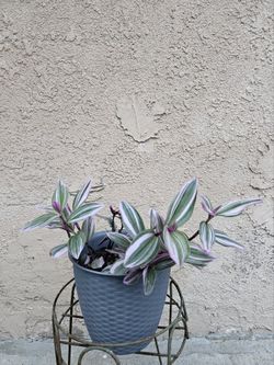 Wandering Jew Plant