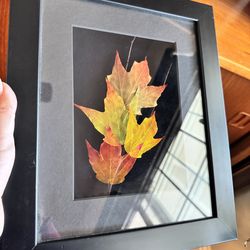 Leaf lines studio - sugar maple