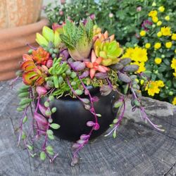 Succulent Cauldron