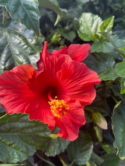 Hibiscus trees