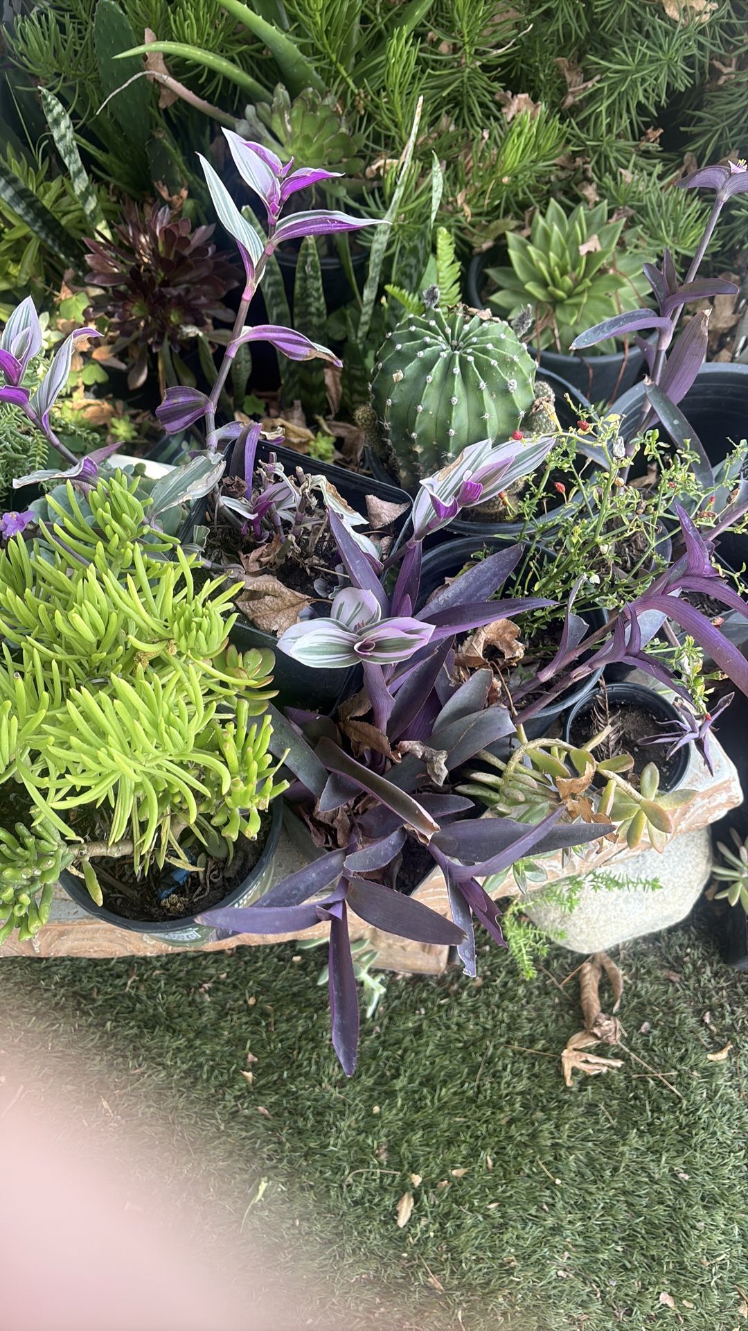 Plants