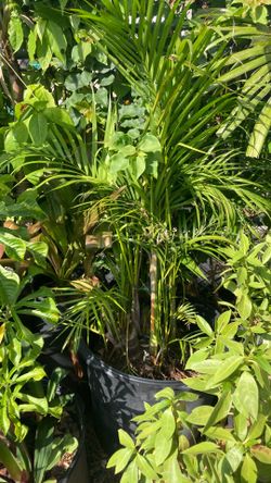Plant