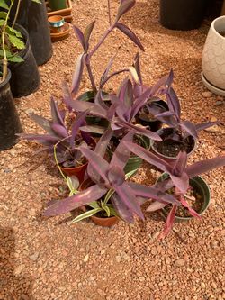 PURPLE PLANT