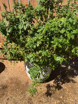 ORANGE CAPE HONEYSUCKLE PLANT
