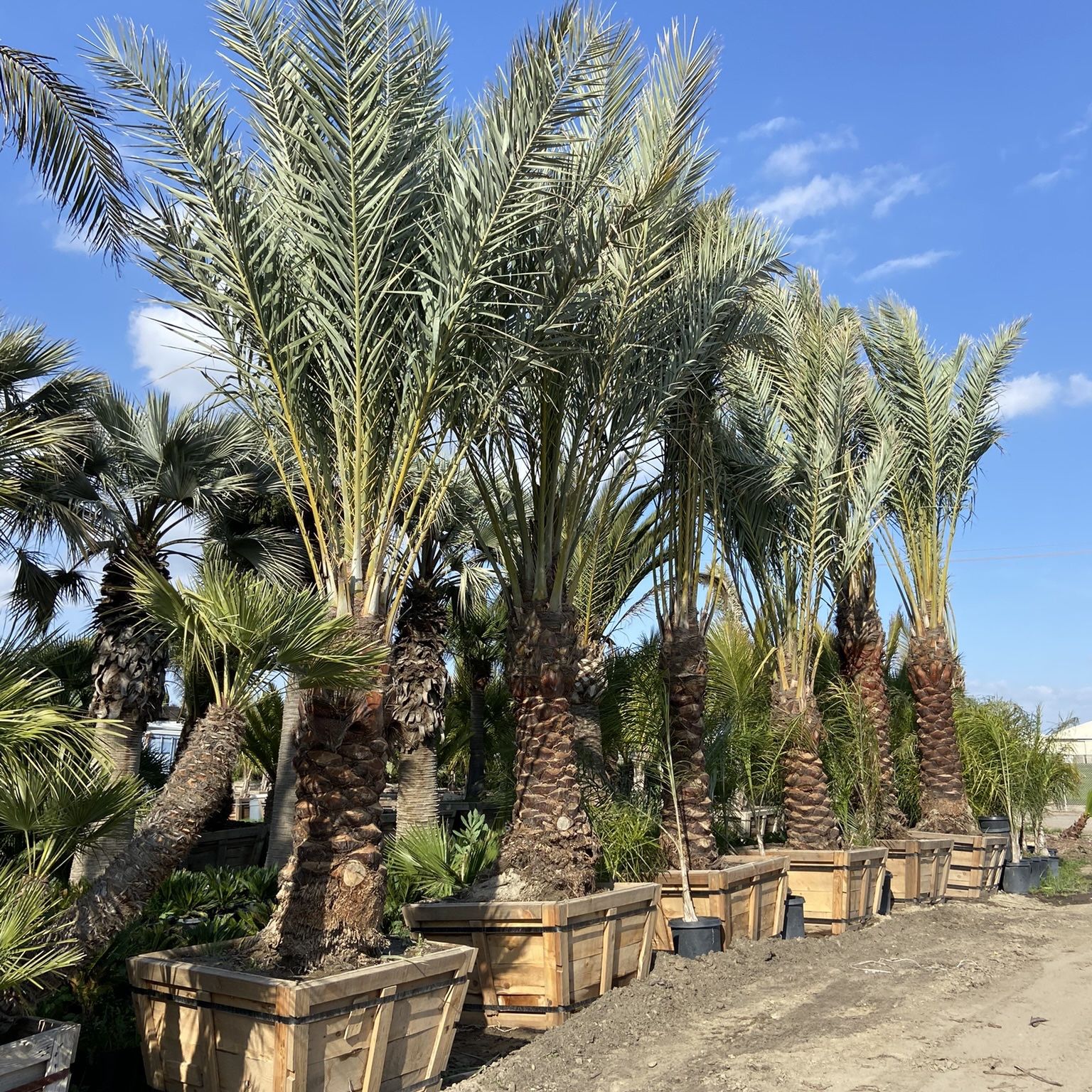 Palm Trees Medjool Date Palms