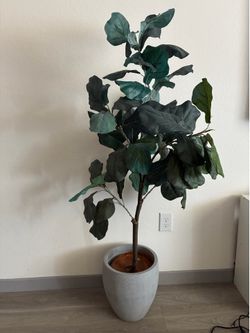 Plant decor