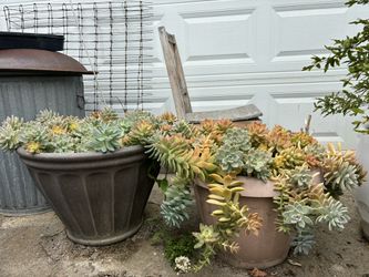 Large Succulent Planters