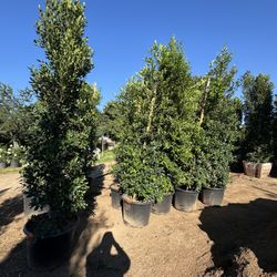 Ficus Natida Wholesale