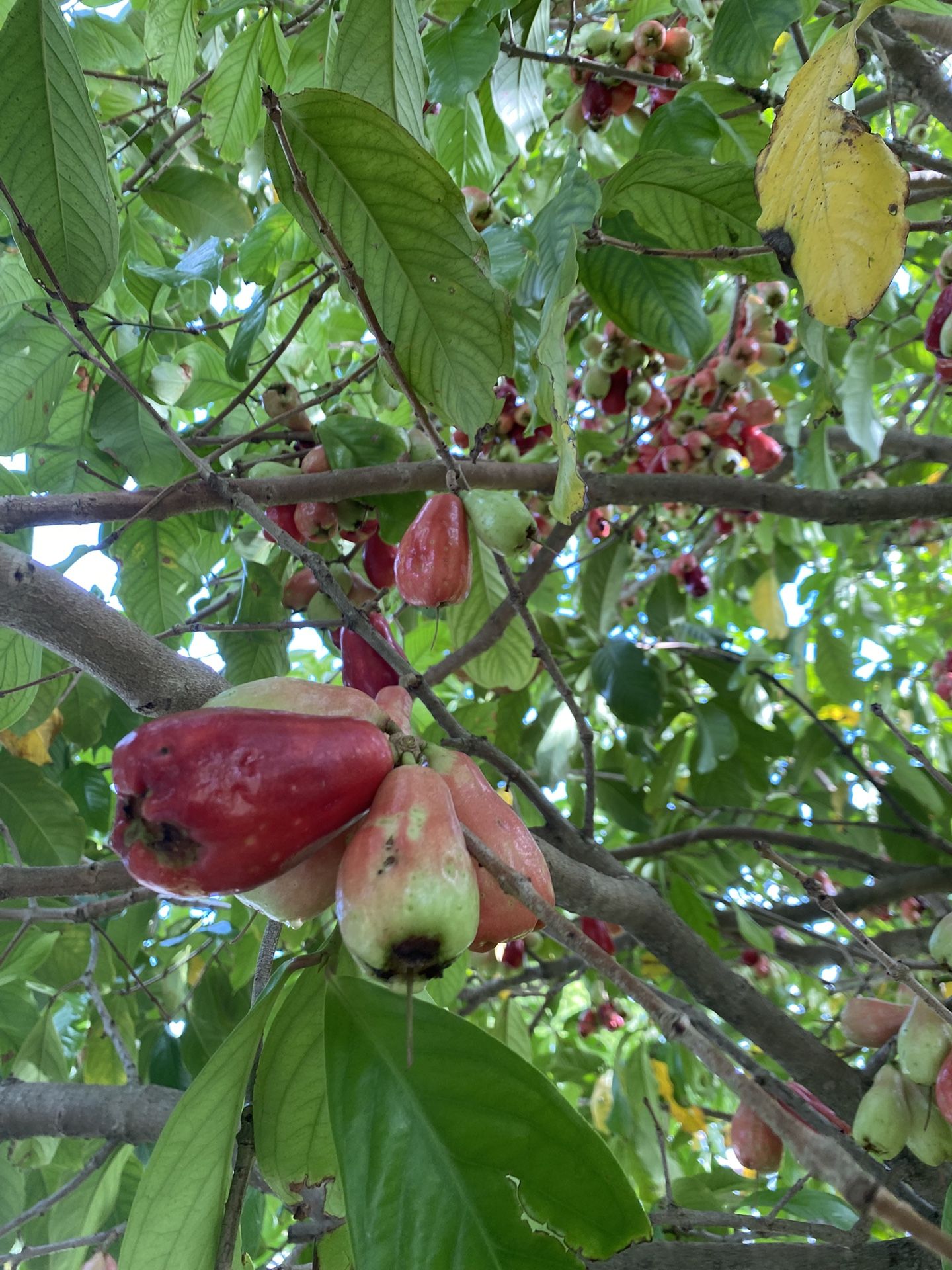 Malay Apple, Pomerac Fruit