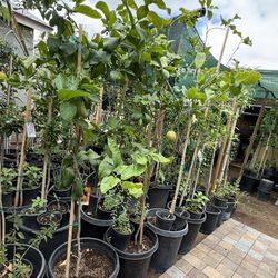 Lisbon Lemon 🍋 Trees In 15 Gallon 6 1/2 The Tall They already have fruits $125 Each Price Firm 