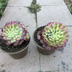 Aeonium 20$ Each