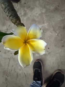 Plumeria
