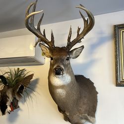 Deer head