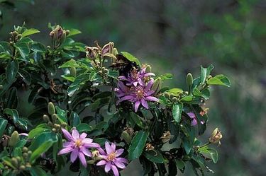 Grewia Caffra