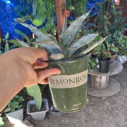 Maguey?