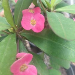 Corona De Cristo, Crown Of Thorns Plant 