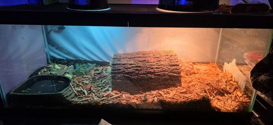 50 gal with 2 lamps and all the good barley used  for a few months