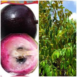 Star Apple Or Caimito Plant