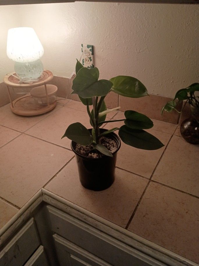 Silver sword Philodendron 