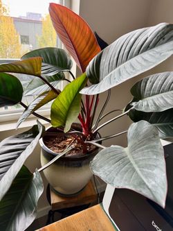 Large Imperial Red Tropical Houseplant with Pot