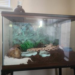 20 Gallon Tank w/ Lid and Heating Lamp