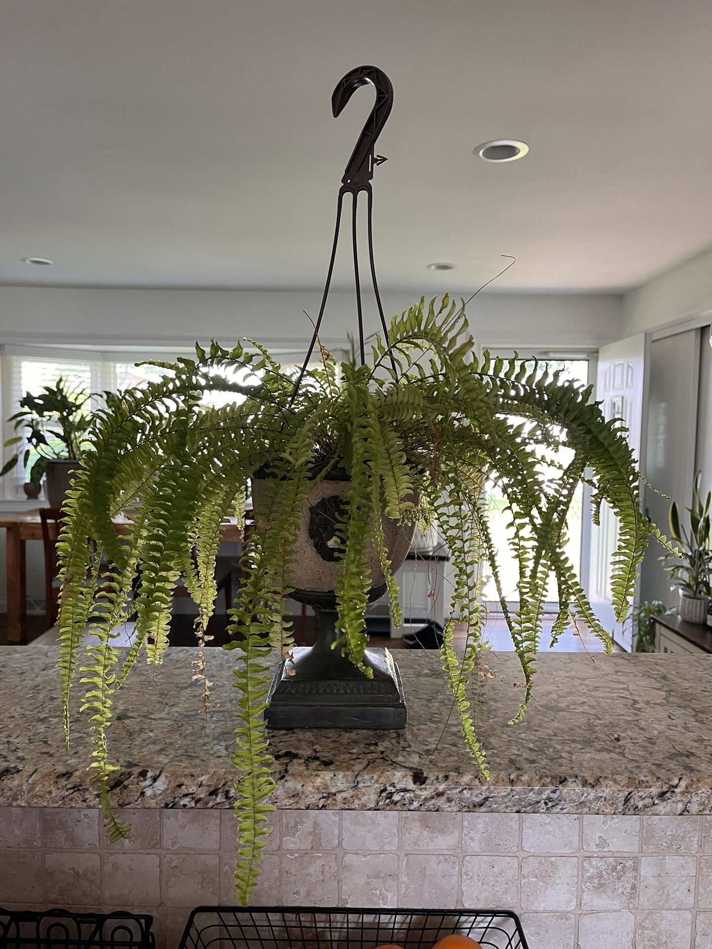 Indoor Plant