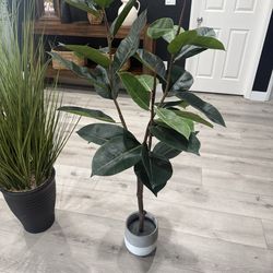 Fake Ficus Elastica Tree