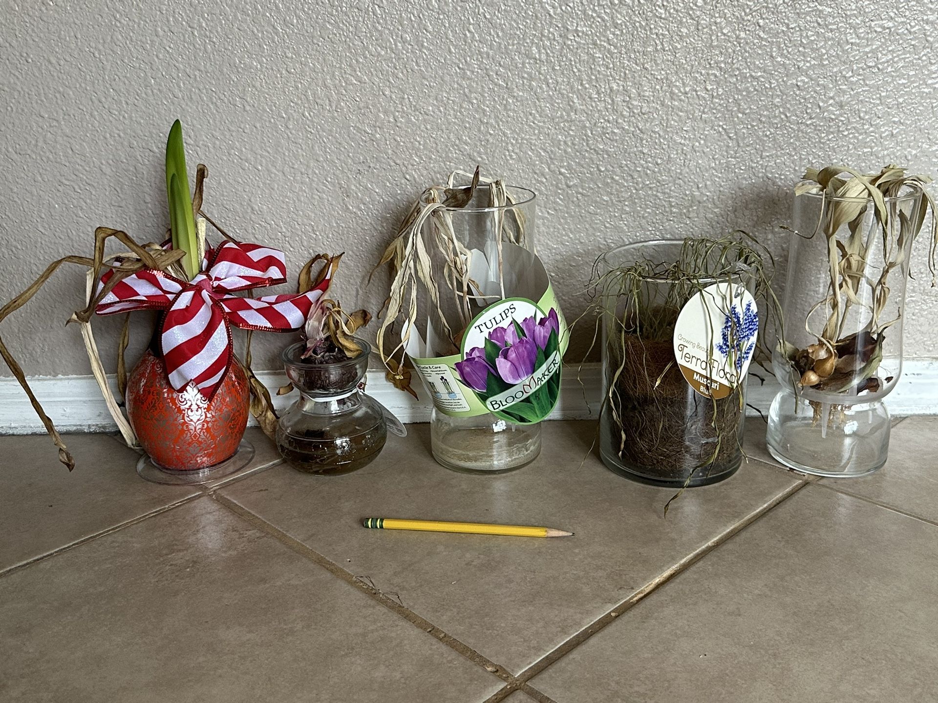 Flower Bulbs In Vases
