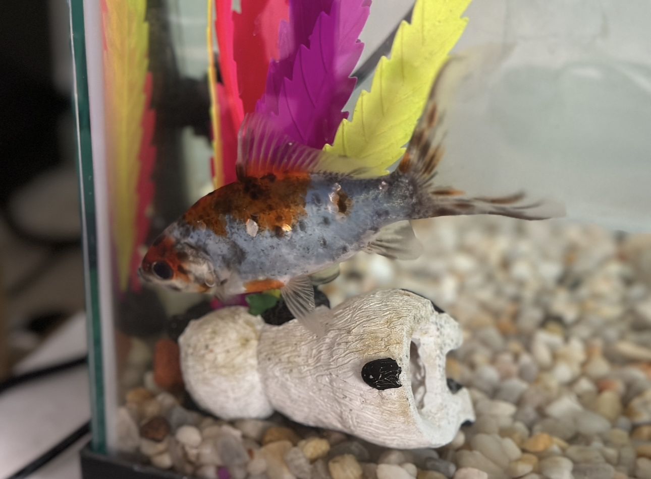 Free Goldfish