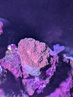 Salmon red montipora coral fragment