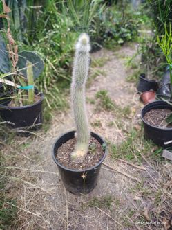 Oh man cactus plant