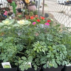 Ruda Romero Cilantro 