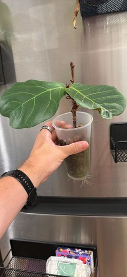 Fiddle Leaf Fig Plant Small