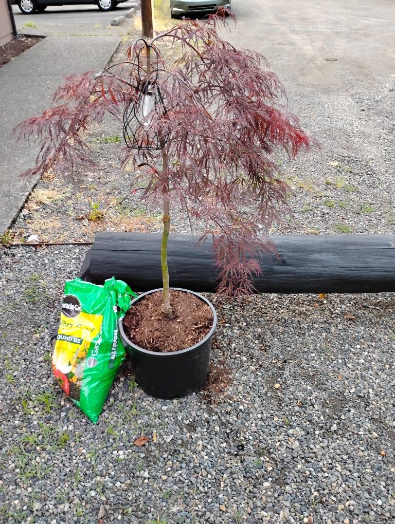 Japanese Maple Tree