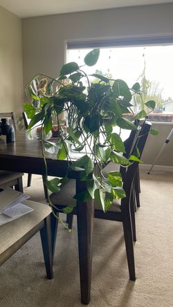Pothos clippings pending