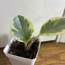 Marble Peperomia Plant