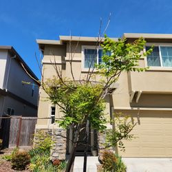 Beautiful Goldenrain Tree Needs New Home FREE