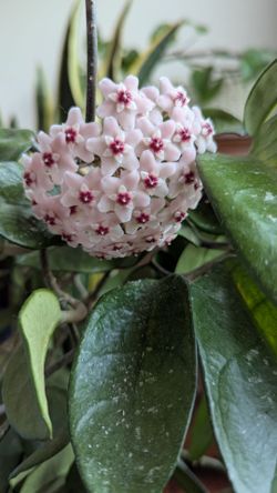 Hoya Carnosa Live Flowering Plant