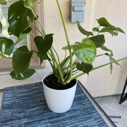 Monstera Cheese Plant For Room$40