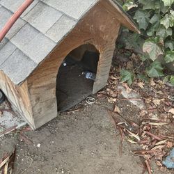 Dog House