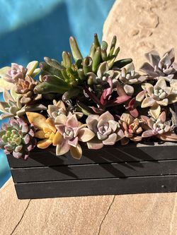 Mix succulents in mini wood pot