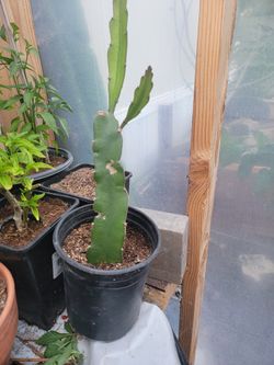 White-fleshed pitahaya (Dragon Fruit)